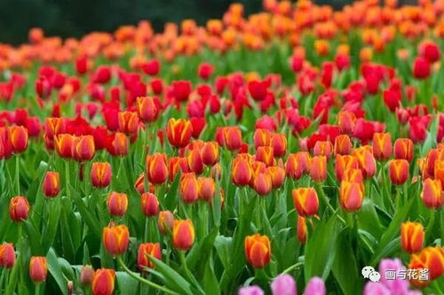 郁金香花语的含义