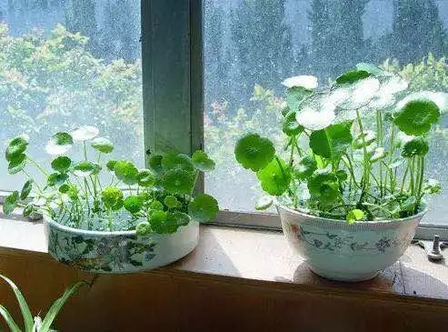 水生植物盆栽