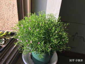 满天星第二年还能活吗