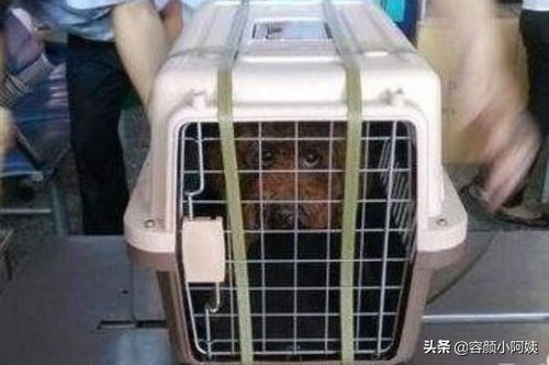 火车托运汽车便宜多少