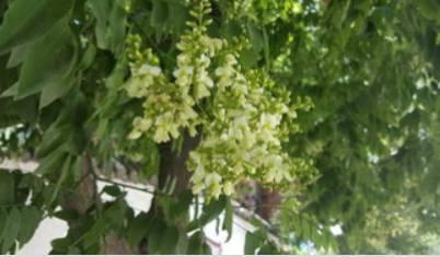 黄花槐树图片