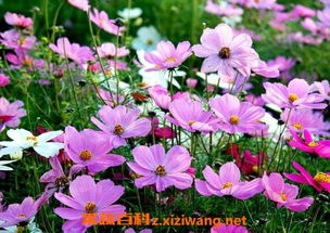 波斯菊的样子