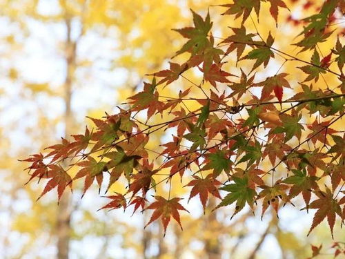 鸡爪槭叶子