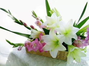 19朵康乃馨和3朵百合花语