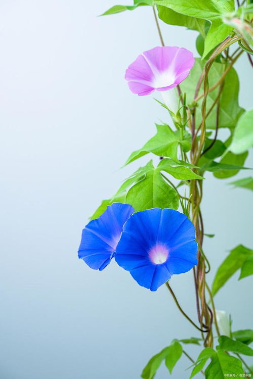 牵牛花是什么颜色