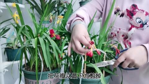 玉簪花禁忌