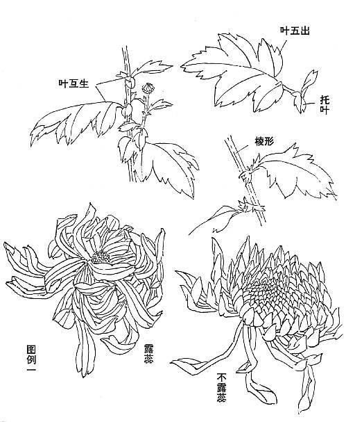 花的100种画法