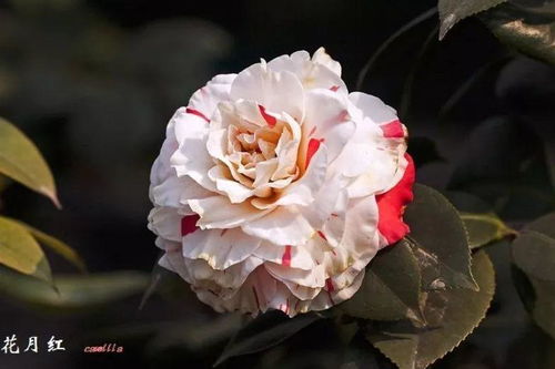 花大全100种