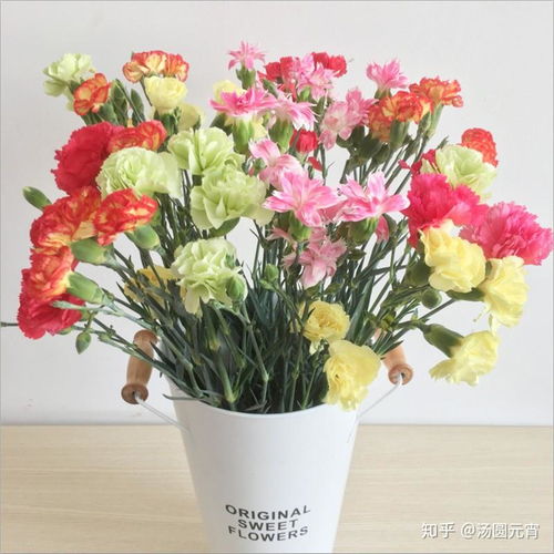 康乃馨鲜花怎么水养
