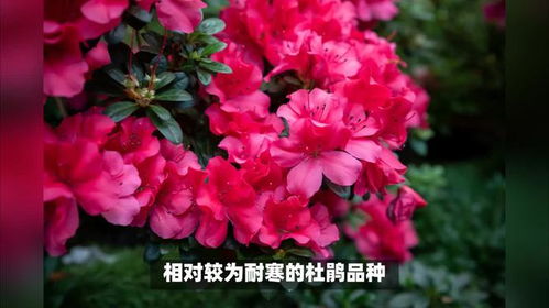 杜鹃花的养殖