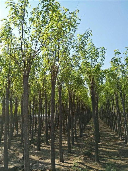 香花槐树图片大全