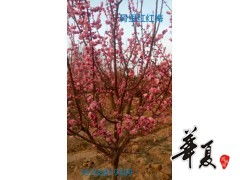 鄢陵十大苗木基地