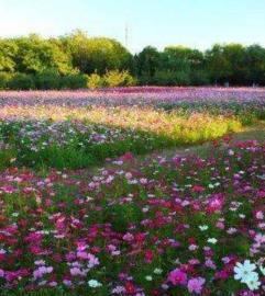 重庆鲜花基地批发