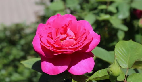 月季花几点开花