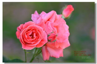 月季花花语是什么
