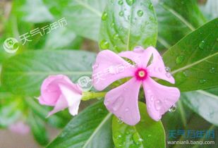 长春花花语