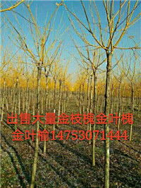 597免费苗木网