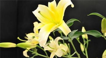 白百合花代表什么含义