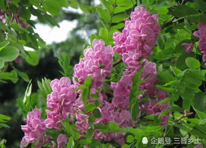 刺槐花可以吃吗