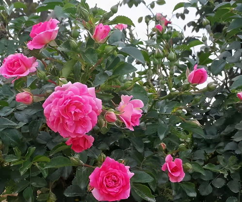 月季花的象征意义