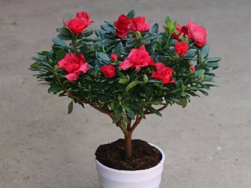 杜鹃花冬天怎么养