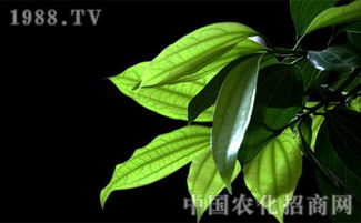 植物传播的方式有哪几种