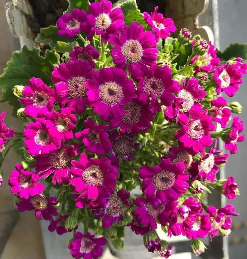 春夏秋冬四季的花有哪些