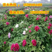 洛阳牡丹花苗批发基地