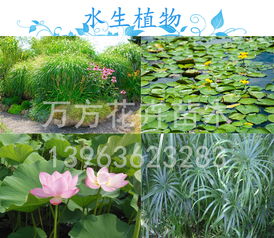 黄菖蒲怎么读