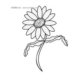 雏菊简笔画