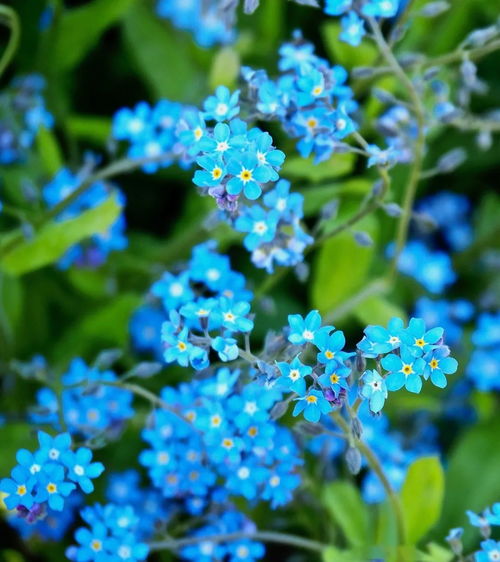 勿忘我又叫什么花