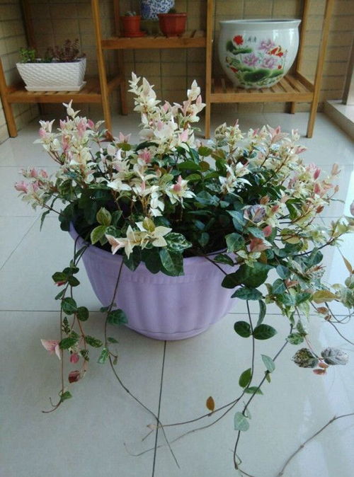 花叶络石耐寒多少度
