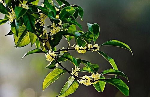 院里有桂花树是吉是凶