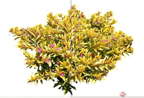 灌木花卉大全图片