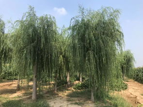 20公分桂花树多少钱一棵