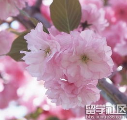 关于樱花的花语