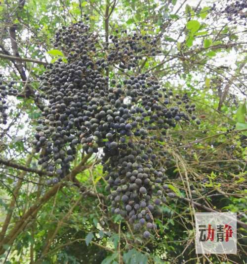 小叶女贞果实图片