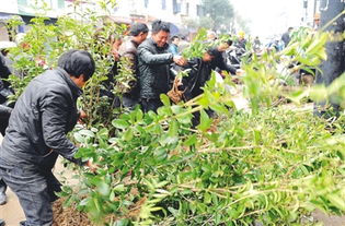 广东中山苗木交易市场