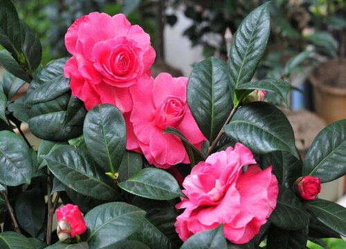 四季茶花的养殖方法