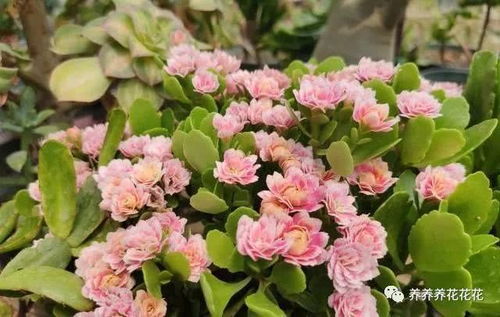 长寿花怎么养才能更旺盛