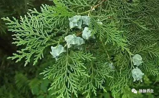 侧柏叶治疗白发的使用方法