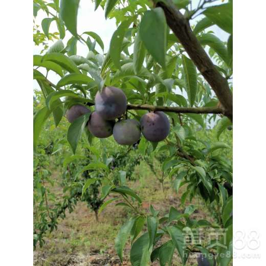 湖北省苗木求购信息网