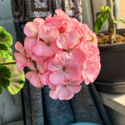 家里养长春花不吉利