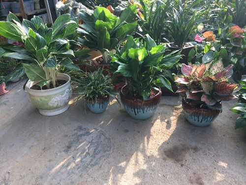 深圳哪里进货鲜花