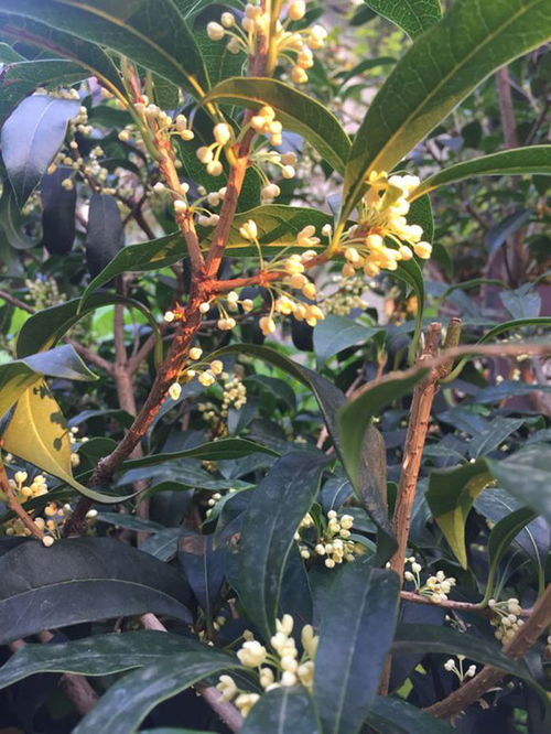 桂花树市场价格表