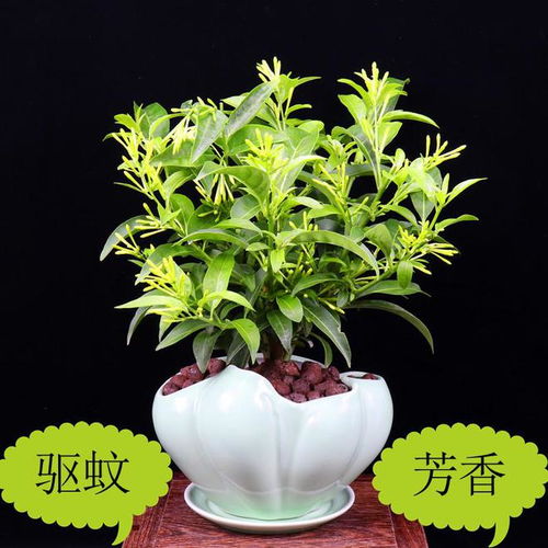 夜来香花语