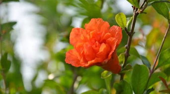 西安的市花是什么
