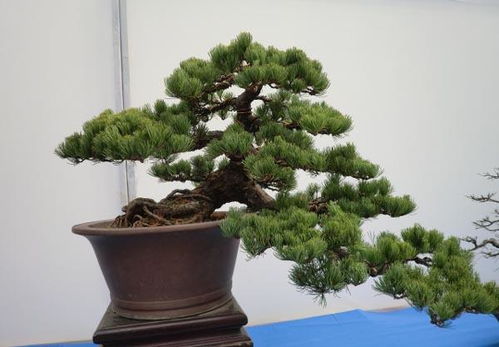 松柏