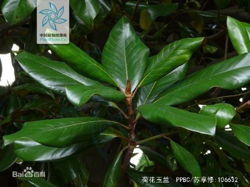 广玉兰树叶