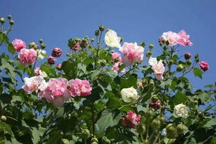 木芙蓉的寓意和花语